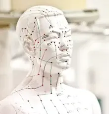 An acupuncture point chart on an anatomical model, showing meridian lines and point labels.