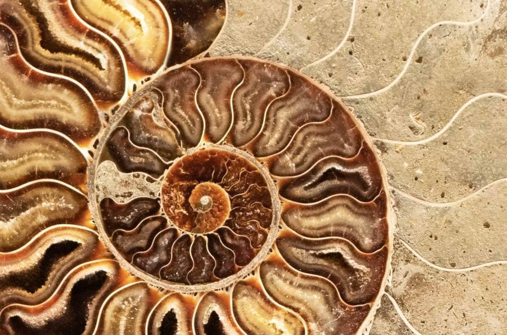 Close-up of a cross-section of an ammonite fossil, its chambers spiralling outwards from the centre.
