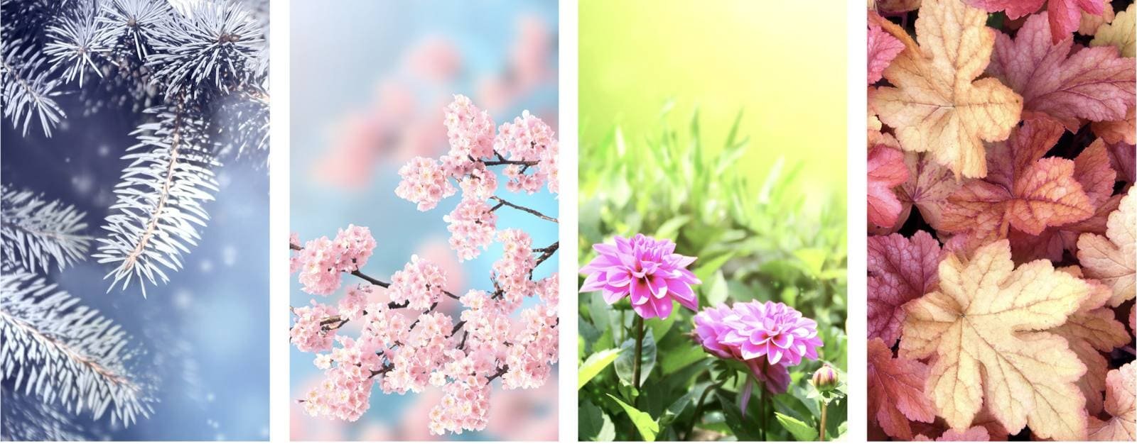 Four vertical photos showing the seasons: frosted winter pine, spring cherry blossom, summer dahlias and autumn leaves.