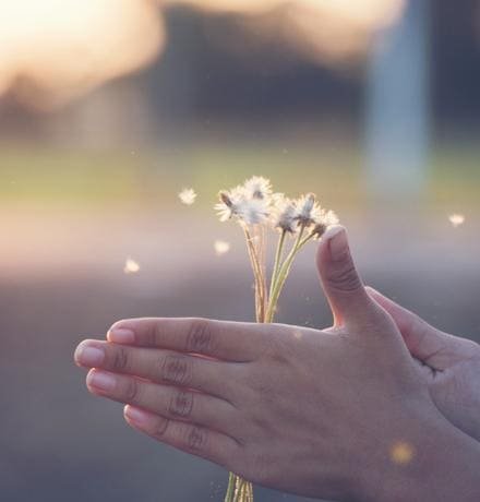 Cupped hands holding a small bunch of seed-headed flowers in soft evening light.